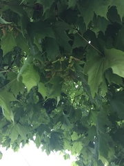 Acer saccharum