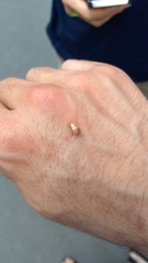 Cryptocephalus duryi