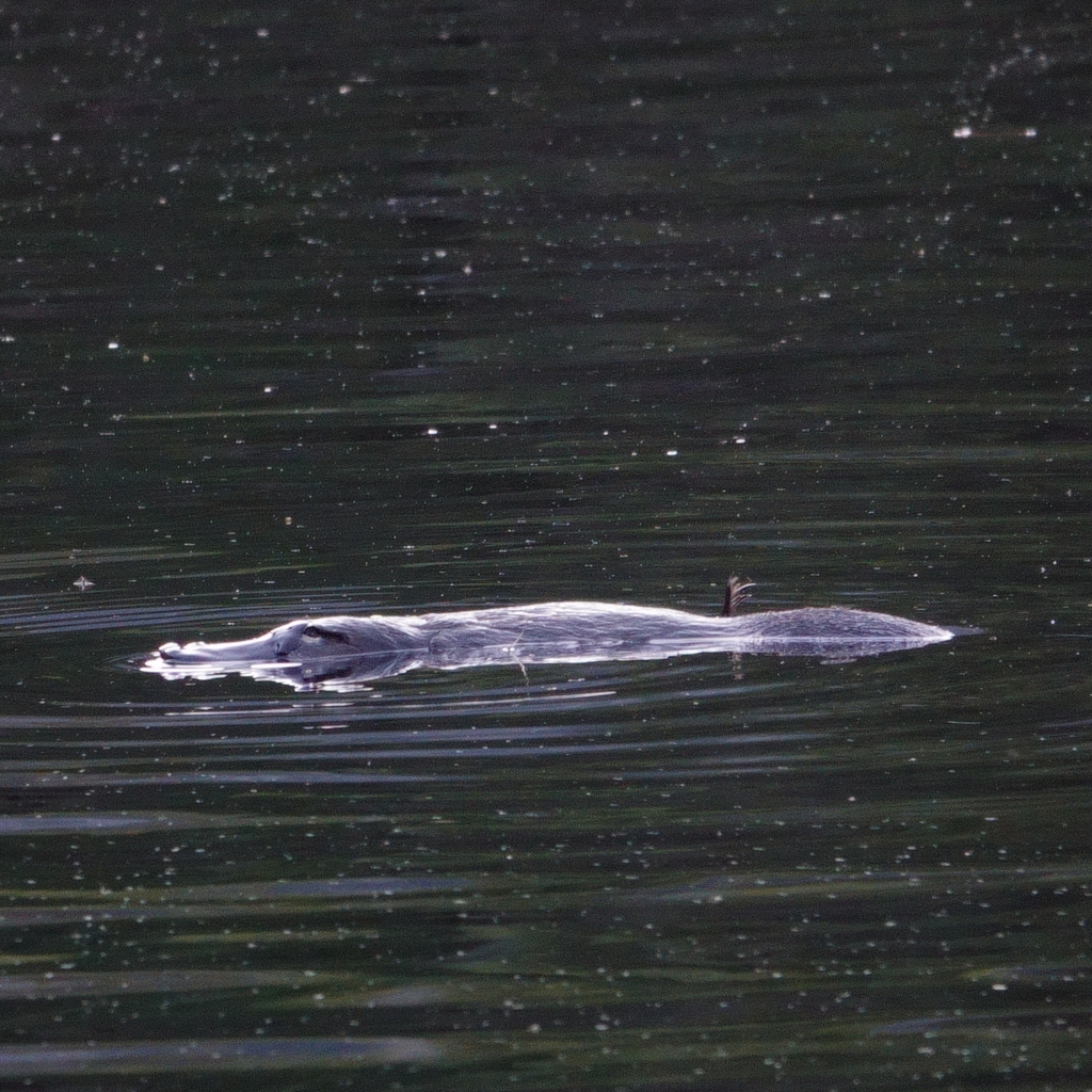 Platypus from Bullocks Flat NSW 2627, Australia on March 25, 2024 at 05 ...