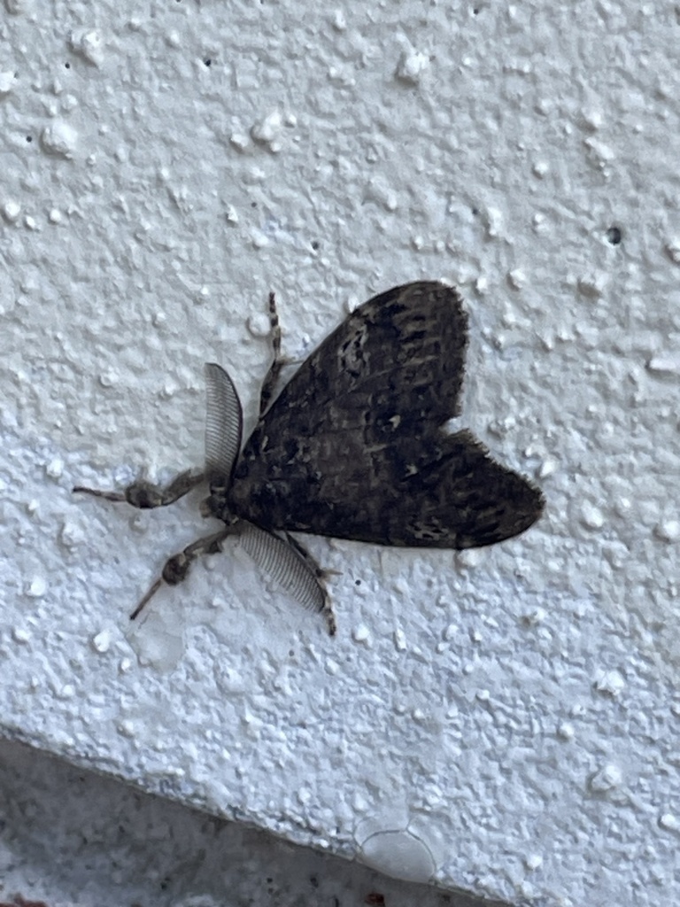 Fir Tussock Moth from The University of South Florida, Saint Petersburg ...