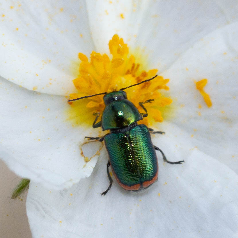 Cryptocephalus ramburii