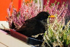 Turdus merula