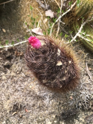 Coleocephalocereus superbus