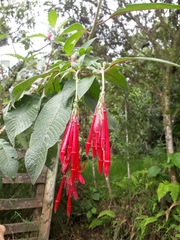 Fuchsia boliviana