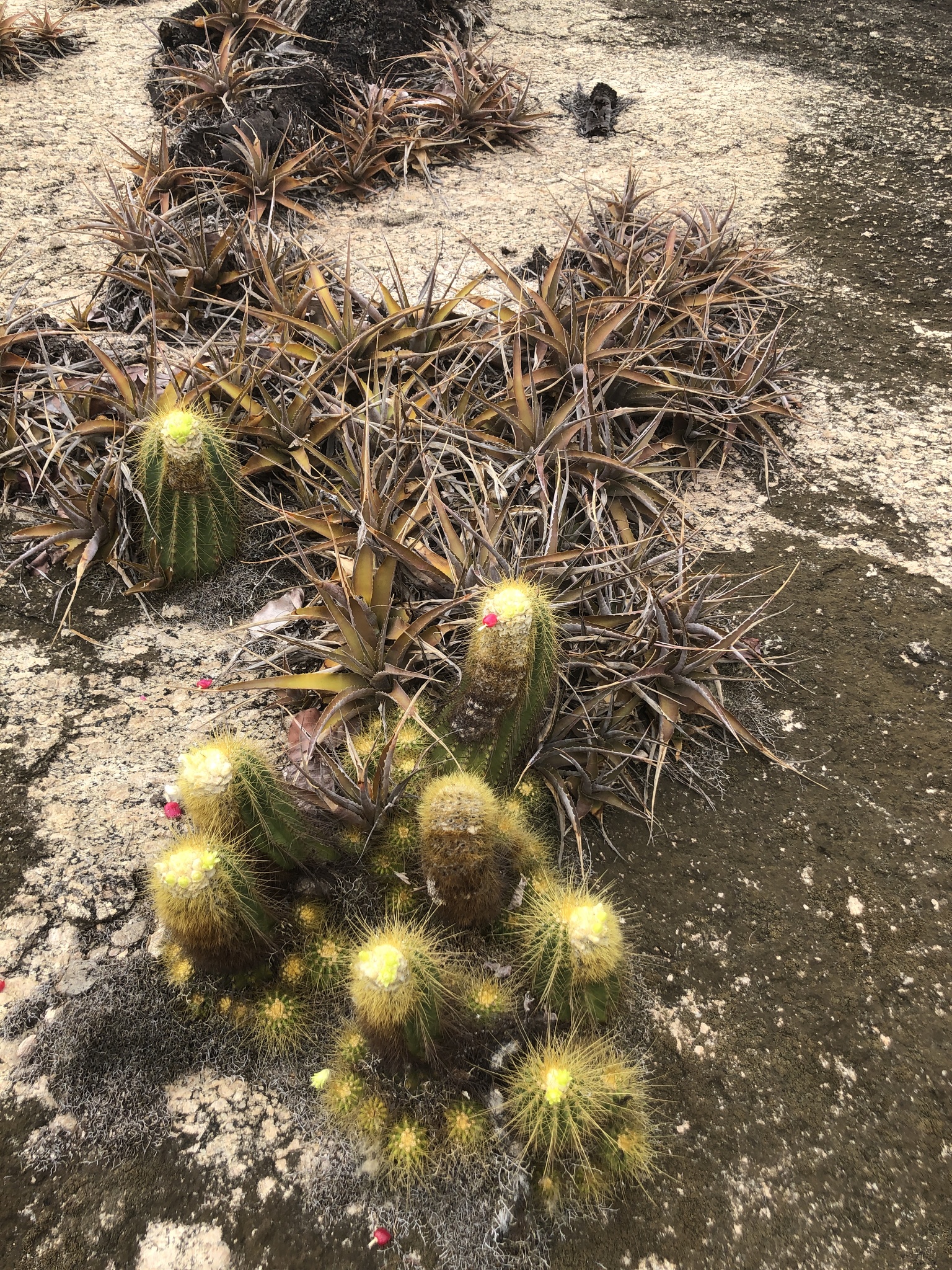 Coleocephalocereus aureus