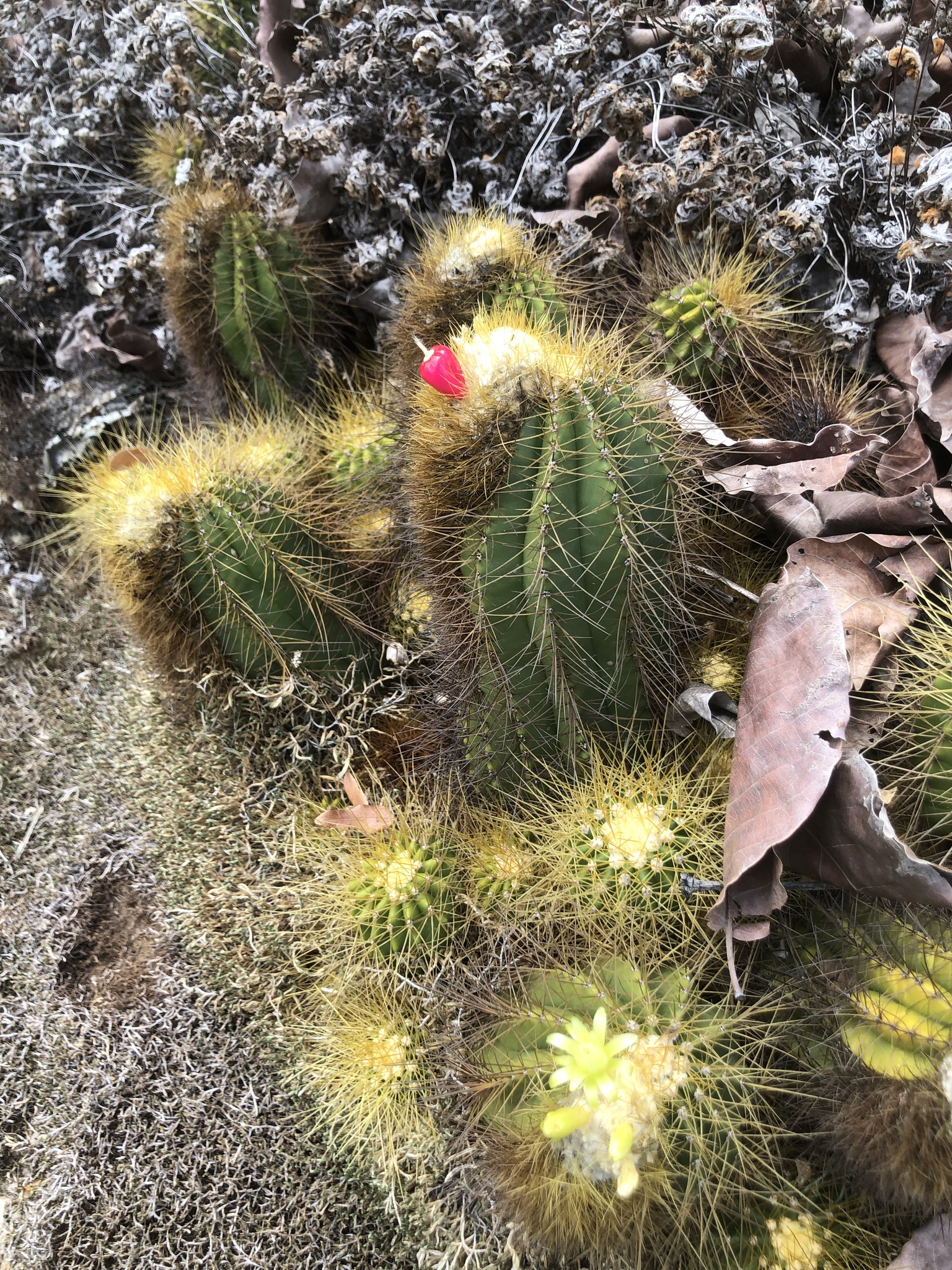 Coleocephalocereus aureus