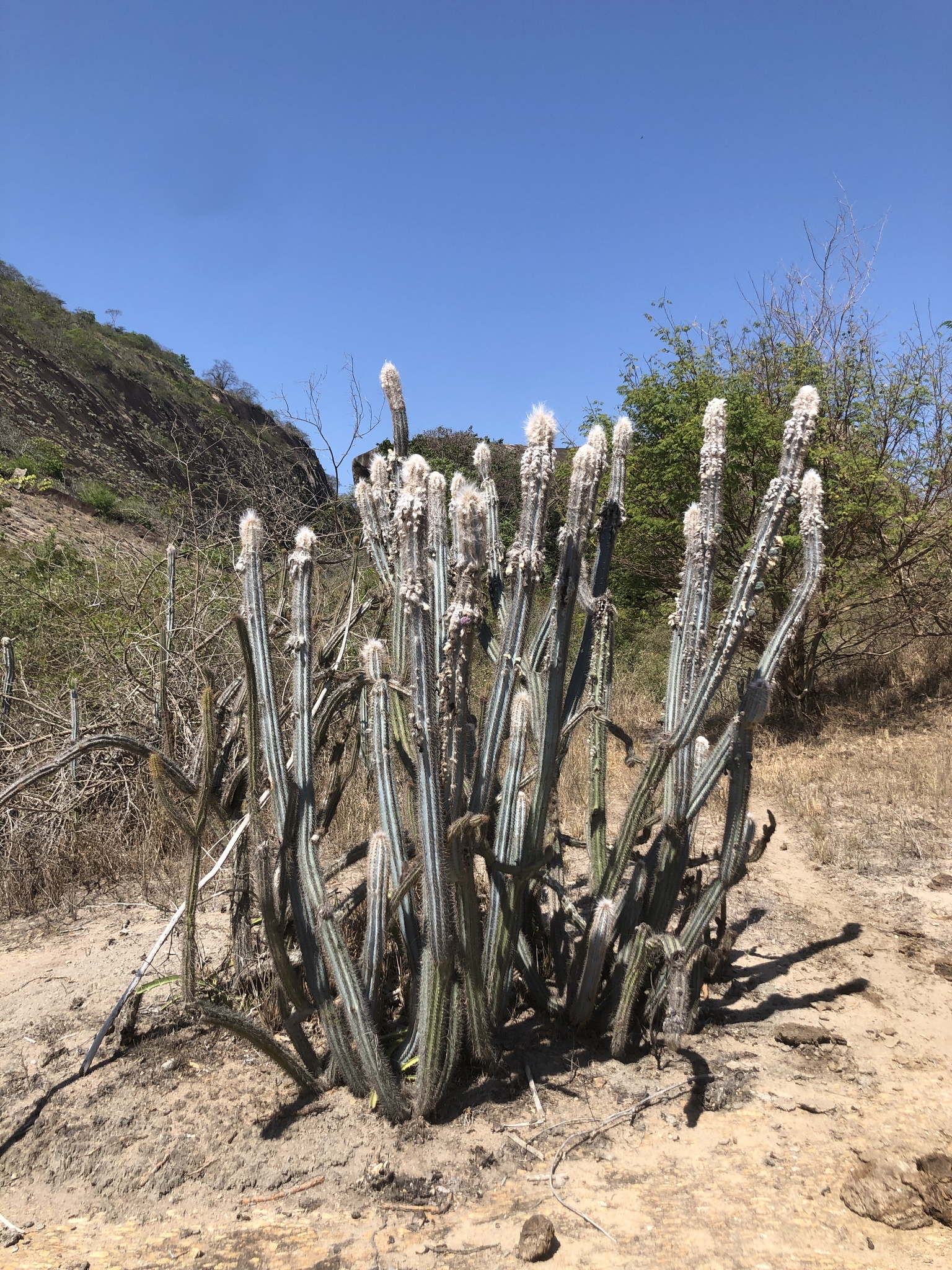Pilosocereus pachycladus