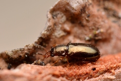 Salpingus planirostris