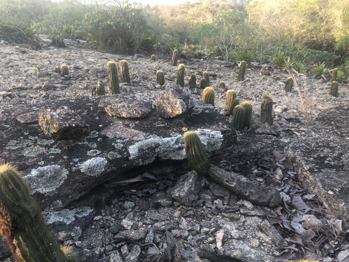 Coleocephalocereus aureus