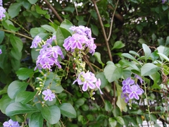 Duranta erecta