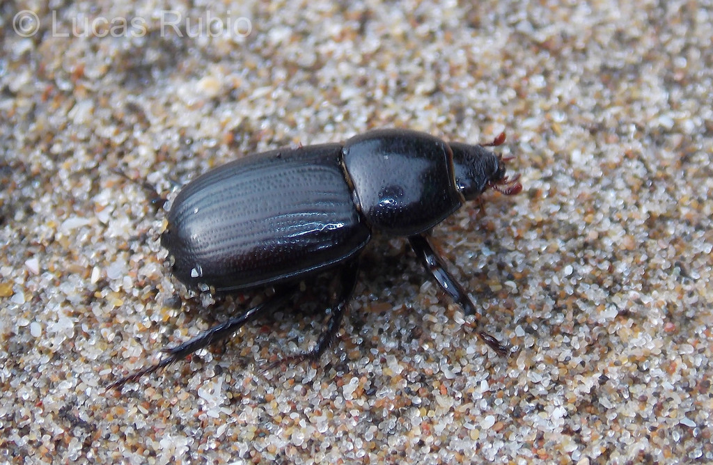 Dyscinetus gagates