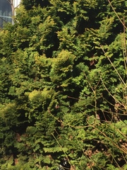 Thuja occidentalis