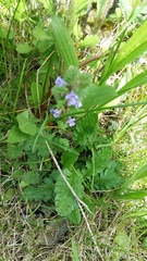 Glechoma hederacea