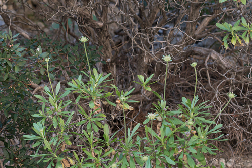 Lomelosia variifolia