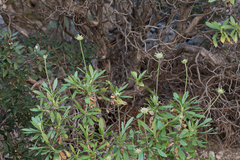 Lomelosia variifolia