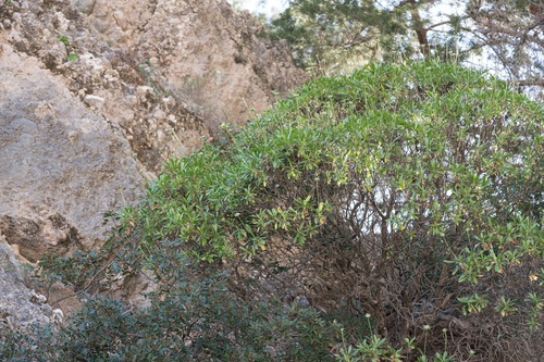 Lomelosia variifolia, photograph 1