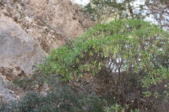 Eleftherios Katsillis, CC BY, iNaturalist via GBIF Lomelosia variifolia, photograph Eleftherios Katsillis, CC BY, iNaturalist via GBIF