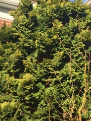 Thuja occidentalis