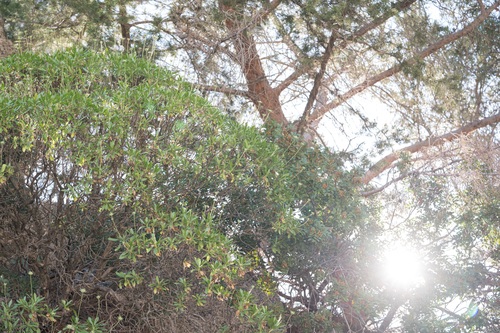 Lomelosia variifolia, photograph 2