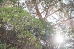 Eleftherios Katsillis, CC BY, iNaturalist via GBIF Lomelosia variifolia, photograph Eleftherios Katsillis, CC BY, iNaturalist via GBIF