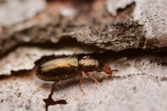 Salpingus planirostris