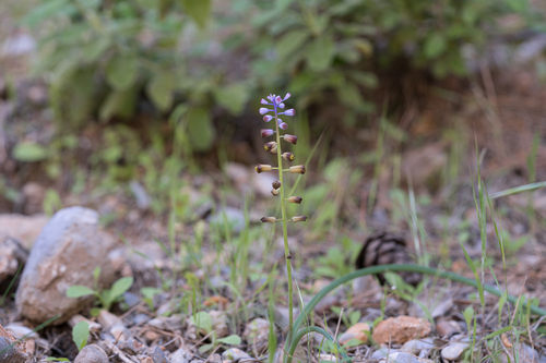 Weiss' Grape Hyacinth (Muscari weissii)