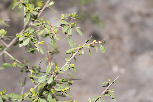 Pichler's Buckthorn (Rhamnus pichleri)