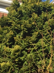 Thuja occidentalis