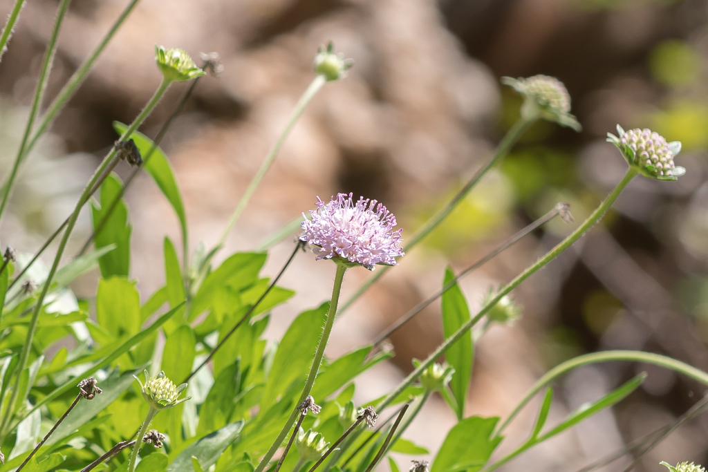 Varied-leaf Scabious