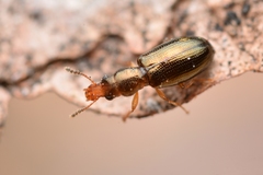 Salpingus planirostris