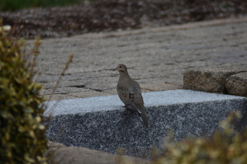 Mourning Dove photographed in Massachusetts