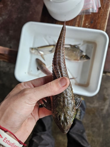 Blacklip whiptail catfish (Loricariichthys melanocheilus) — Loricariidae
