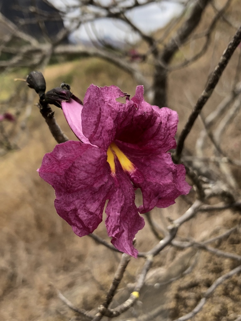 Tabebuia ovatifolia