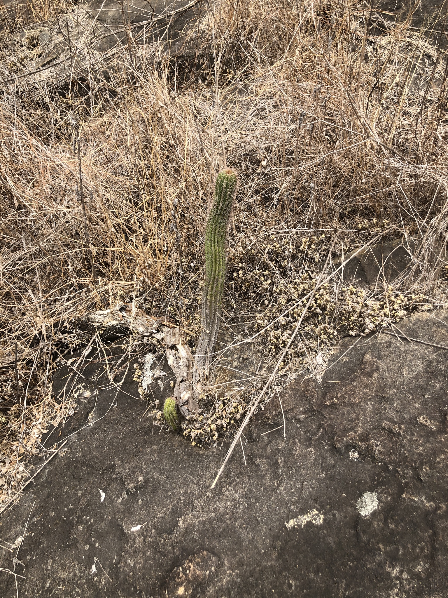Coleocephalocereus fluminensis