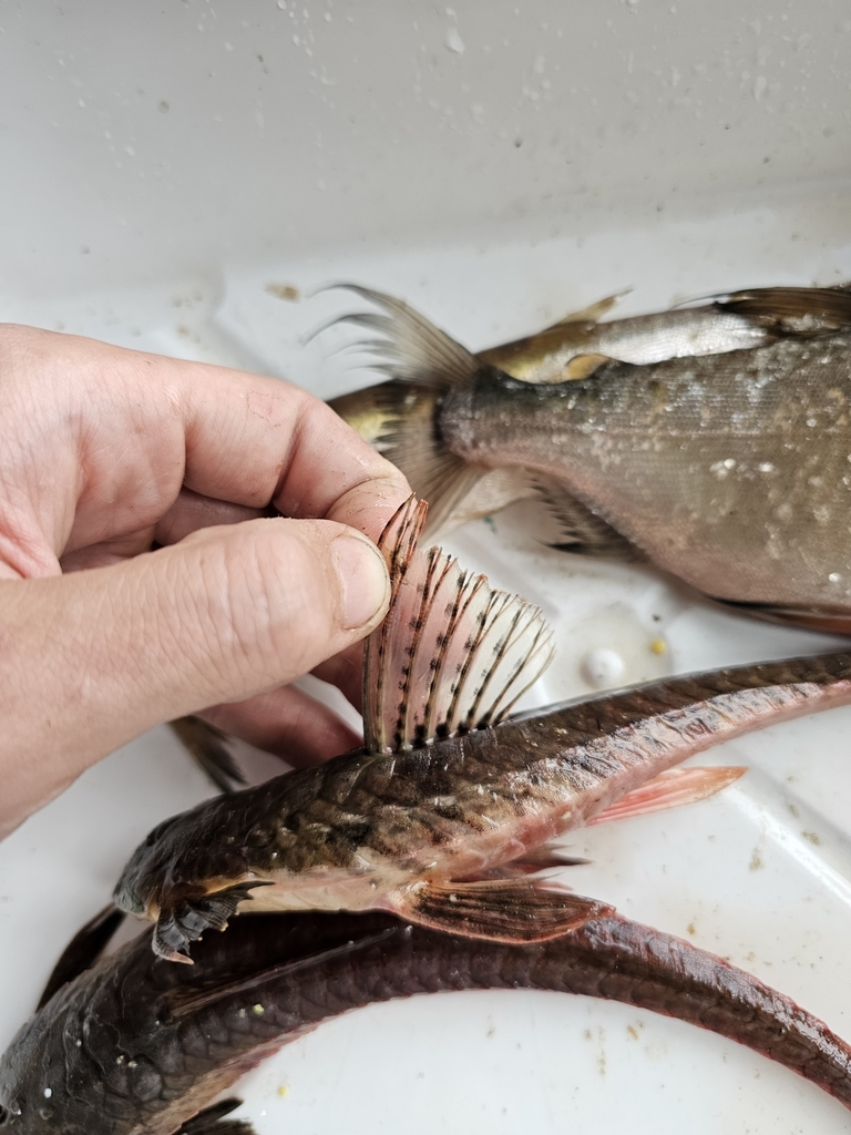 Loricariichthys melanocheilus
