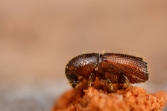 Orthotomicus laricis