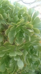 Aeonium