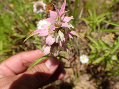 Monarda fruticulosa