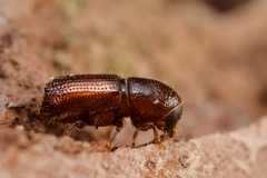 Orthotomicus laricis