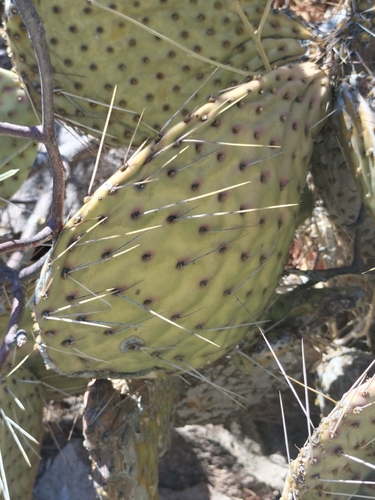 Image of Opuntia comonduensis by no rights reserved