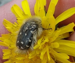Tropinota hirta