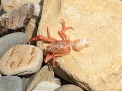 Grimothea planipes