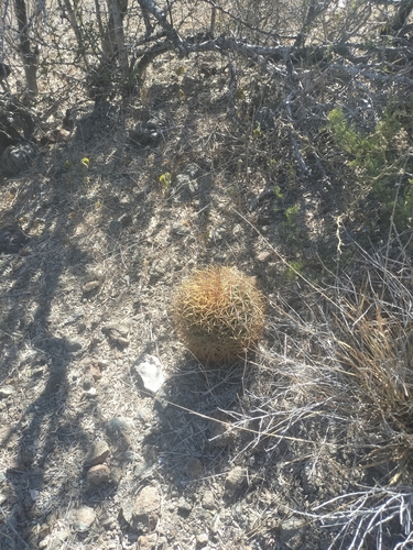 Ferocactus diguetii
