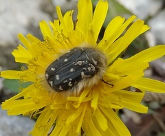 Tropinota hirta