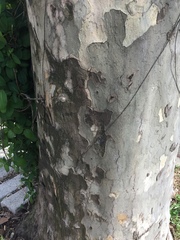 Platanus