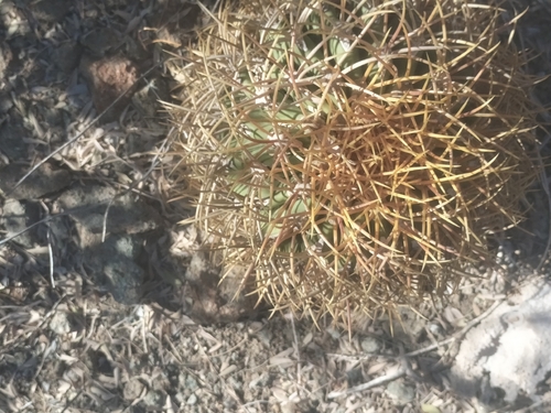 Ferocactus diguetii