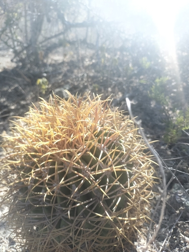 Ferocactus diguetii