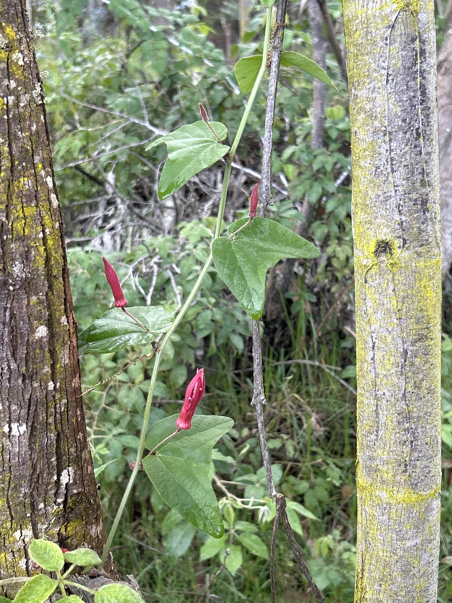 Passiflora sanguinolenta image