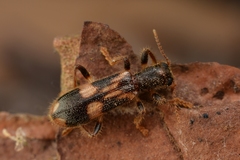 Opilo mollis