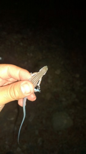 Aspidoscelis inornatus